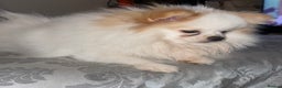Pomeranian dogs for sale: OUTSTANDING KC POMERANIAN PUPPYS AVAILABLE  - Advert 16