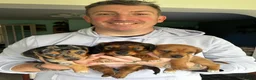 Dachshund dogs for sale: Miniature Dachshund pups  - Advert 12