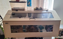 Leopard Gecko reptiles for sale: Leopard gecko with full setup for sale  - Image 3