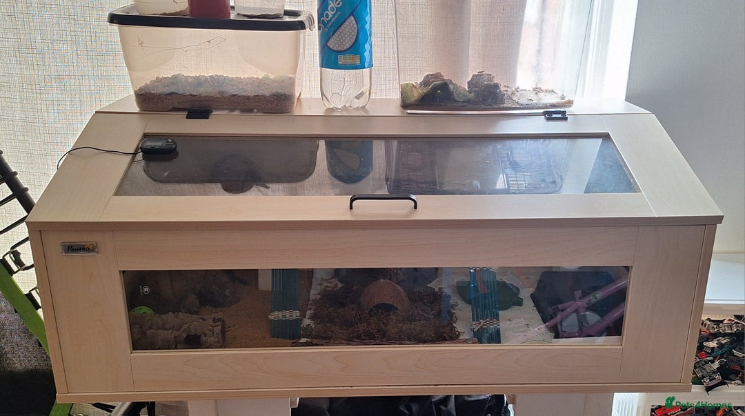 Leopard Gecko reptiles for sale: Leopard gecko with full setup for sale  - Image 3