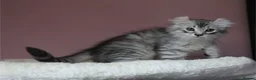 American Curl cats for sale: Pure American curl kittens  - Advert 9
