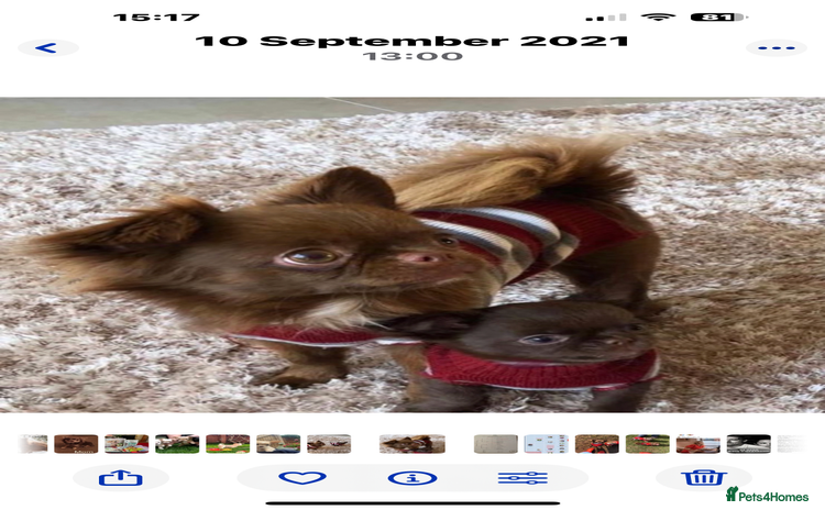 Chihuahua dogs - Advert 2