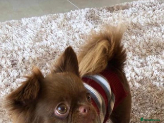 Chihuahua dogs for sale - Advert 1