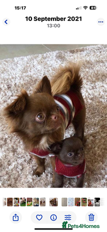 Chihuahua dogs - Advert 1