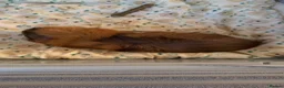 Guinea Pig rodents for sale: 2 female guinea pigs in need of home in Northallerton - Advert 5