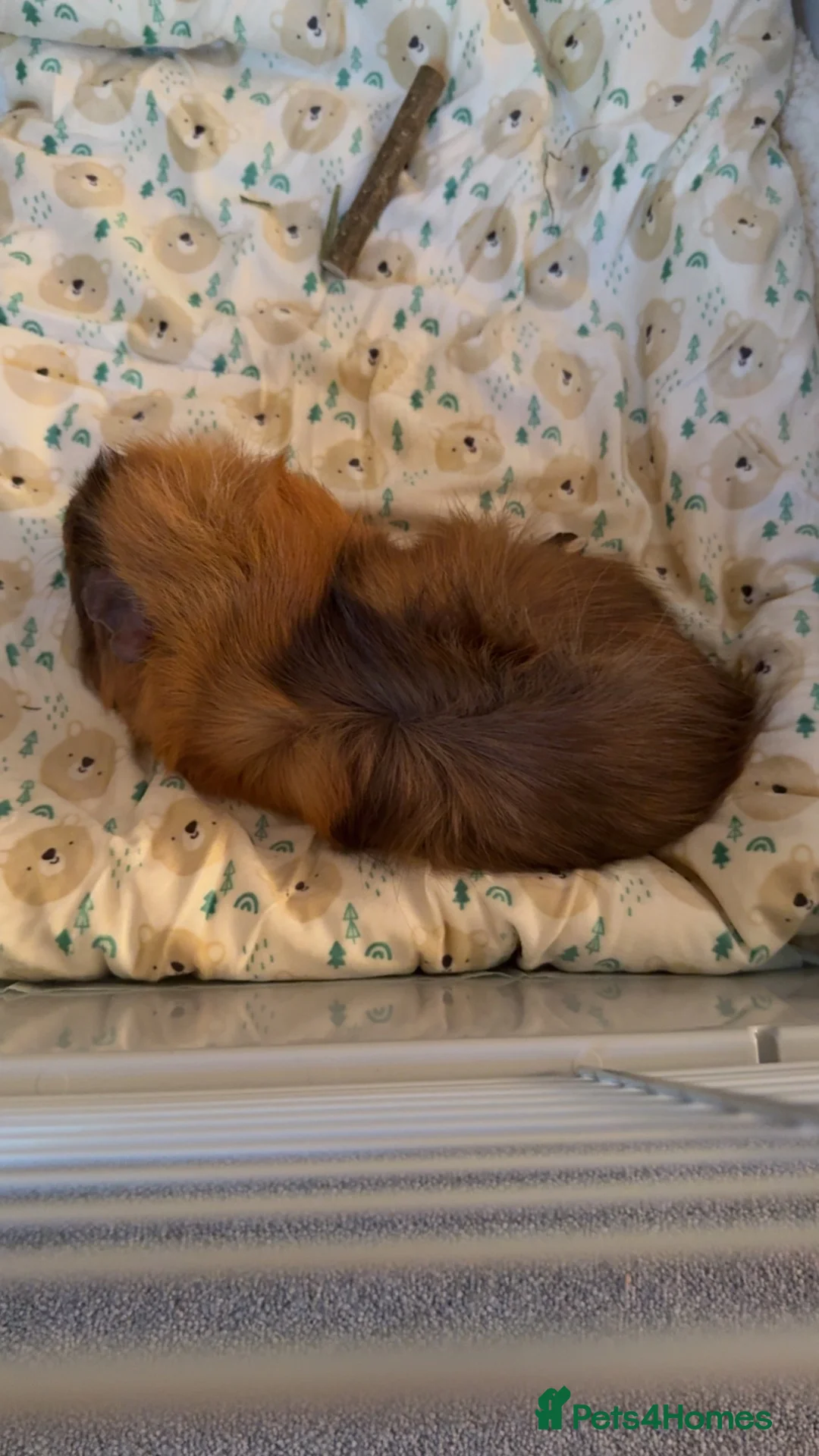 Guinea Pig rodents for sale: 2 female guinea pigs in need of home in Northallerton - Advert 5