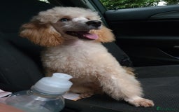 Toy Poodle dogs for stud: Proven, pra clear, kc reg Merle toy poodle  in Manchester - Image 4