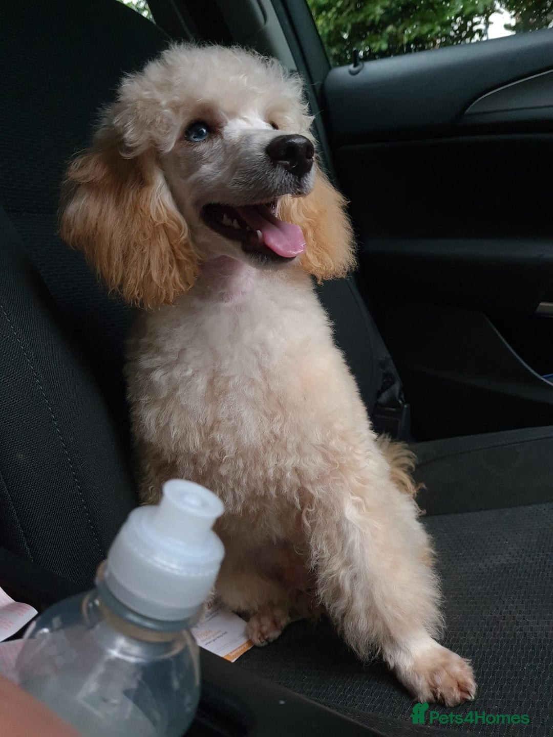 Toy Poodle dogs for stud: Proven, pra clear, kc reg Merle toy poodle  in Manchester - Image 4