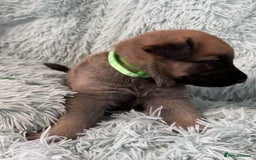 German Shepherd dogs for sale: German Shepard KC Reg Puppies in Scunthorpe - Image 10