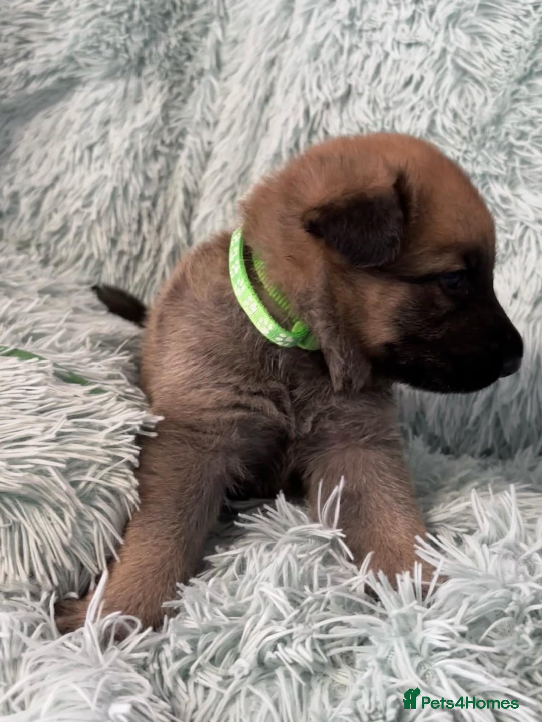 German Shepherd dogs for sale: German Shepard KC Reg Puppies in Scunthorpe - Image 10