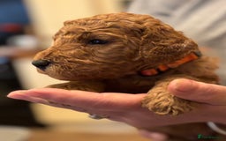 Poodle dogs for sale: Standard Poodle Red  IKC Champion lines - Image 2