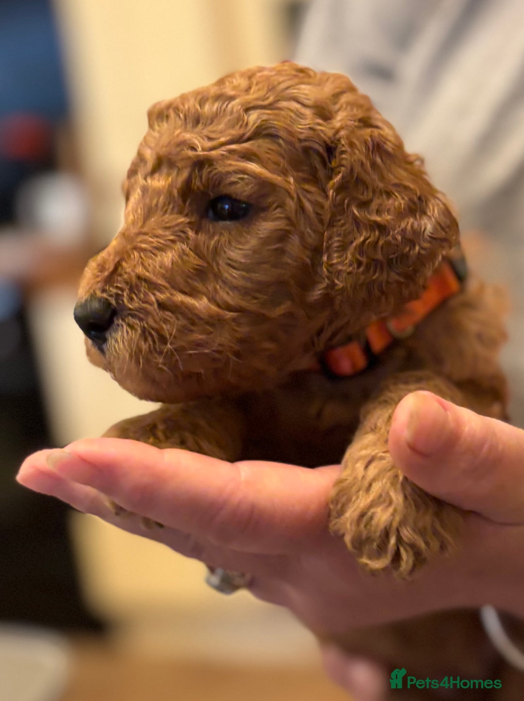 Poodle dogs for sale: Standard Poodle Red  IKC Champion lines - Image 2