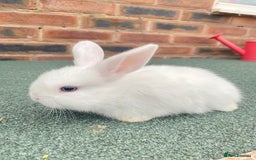 Mini Lop rabbits for sale: Adorable Mini Lop Baby Rabbits Healthy & Friendly - Image 4