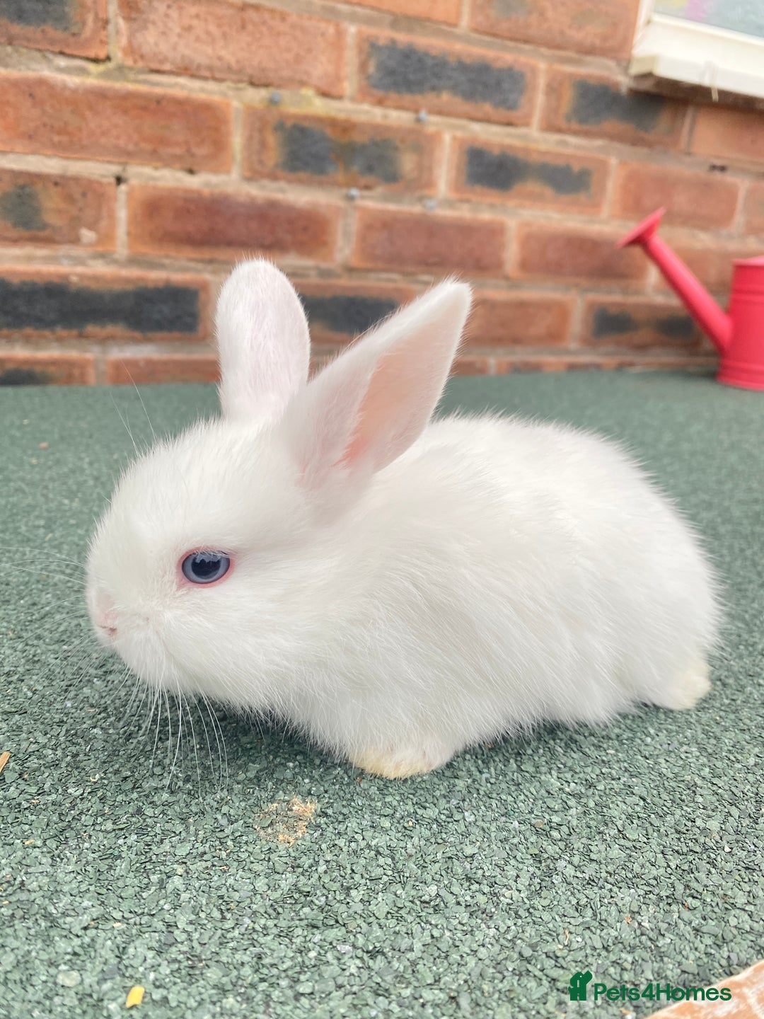 Mini Lop rabbits for sale: Adorable Mini Lop Baby Rabbits Healthy & Friendly - Image 4