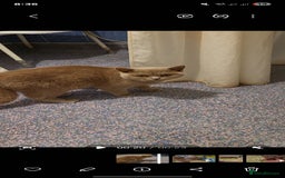 British Shorthair cats for sale: British Shorthair lilac  - Advert 5