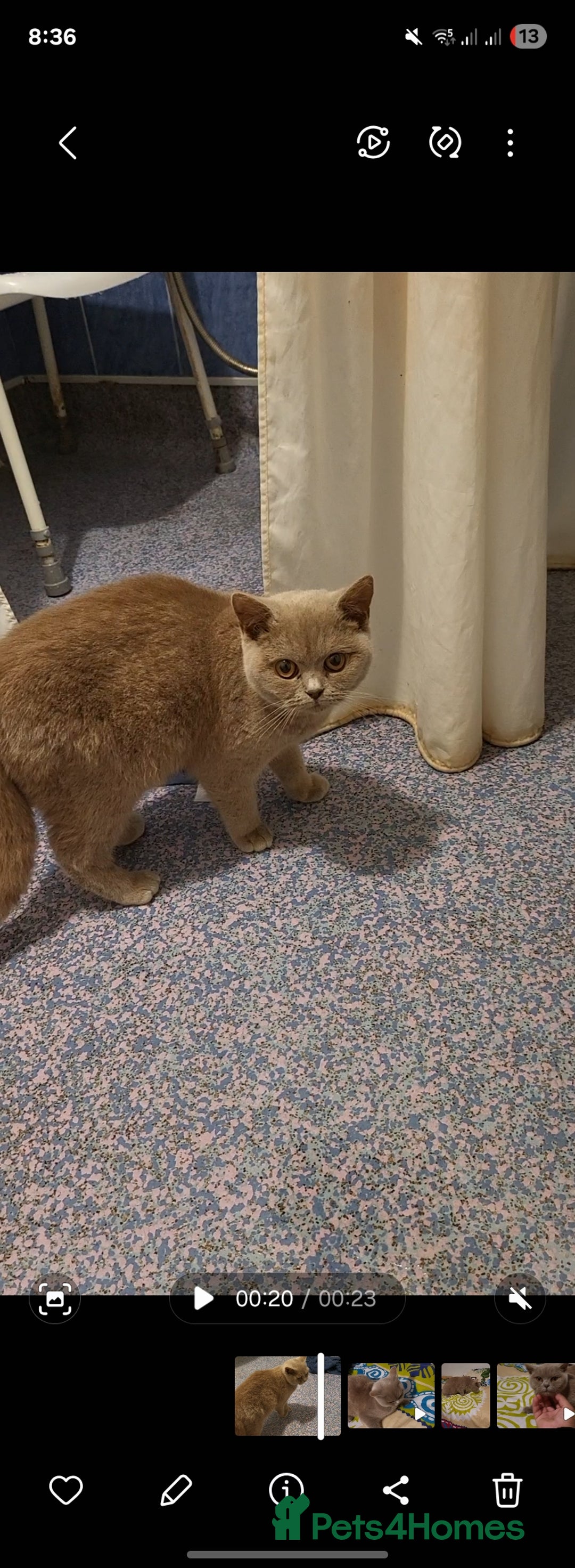 British Shorthair cats for sale: British Shorthair lilac  - Advert 5