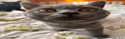 British Shorthair cats for sale: Purebred Brtish Shorthair - Advert 9