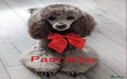 Poodle dogs for stud: Fully health tested and kc reg chocolate toy. in Blackburn - Image 7