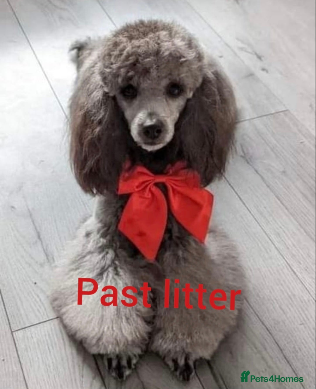 Poodle dogs for stud: Fully health tested and kc reg chocolate toy. in Blackburn - Image 7