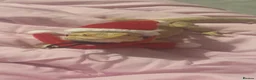Bearded Dragon reptiles for sale: Bearded dragon for sale  in Liverpool - Advert 3