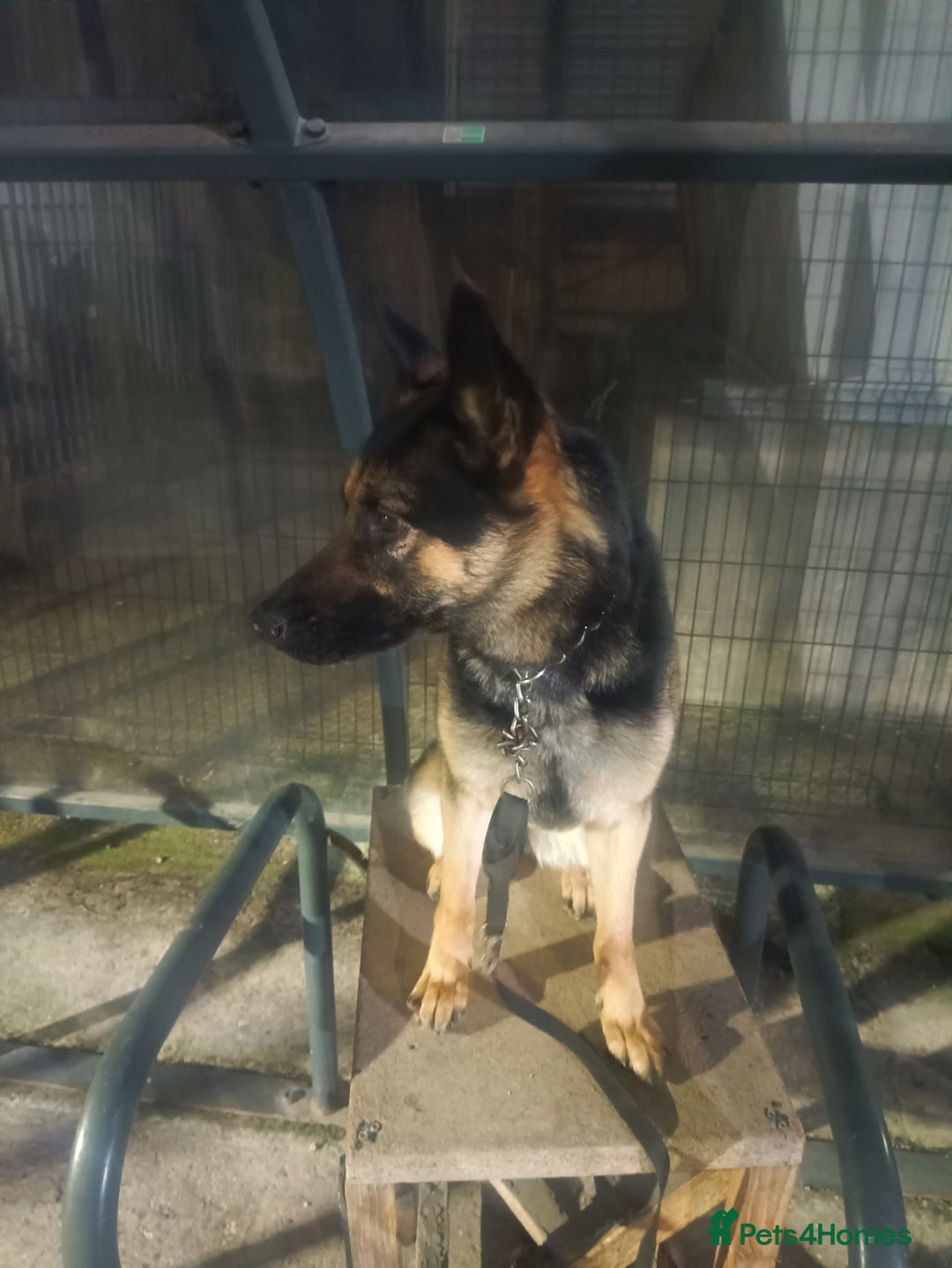 German Shepherd dogs for sale: GSD good for guarding and home - Advert 1