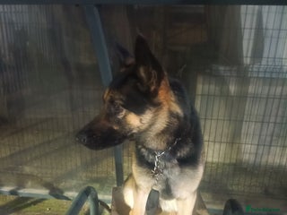 German Shepherd dogs GSD good for guarding and home - Advert 15