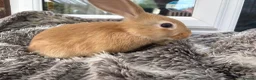 Mini Lop rabbits for sale: Beautiful Mini Lop Baby Rabbits🐇❤️ in Coalville - Advert 10