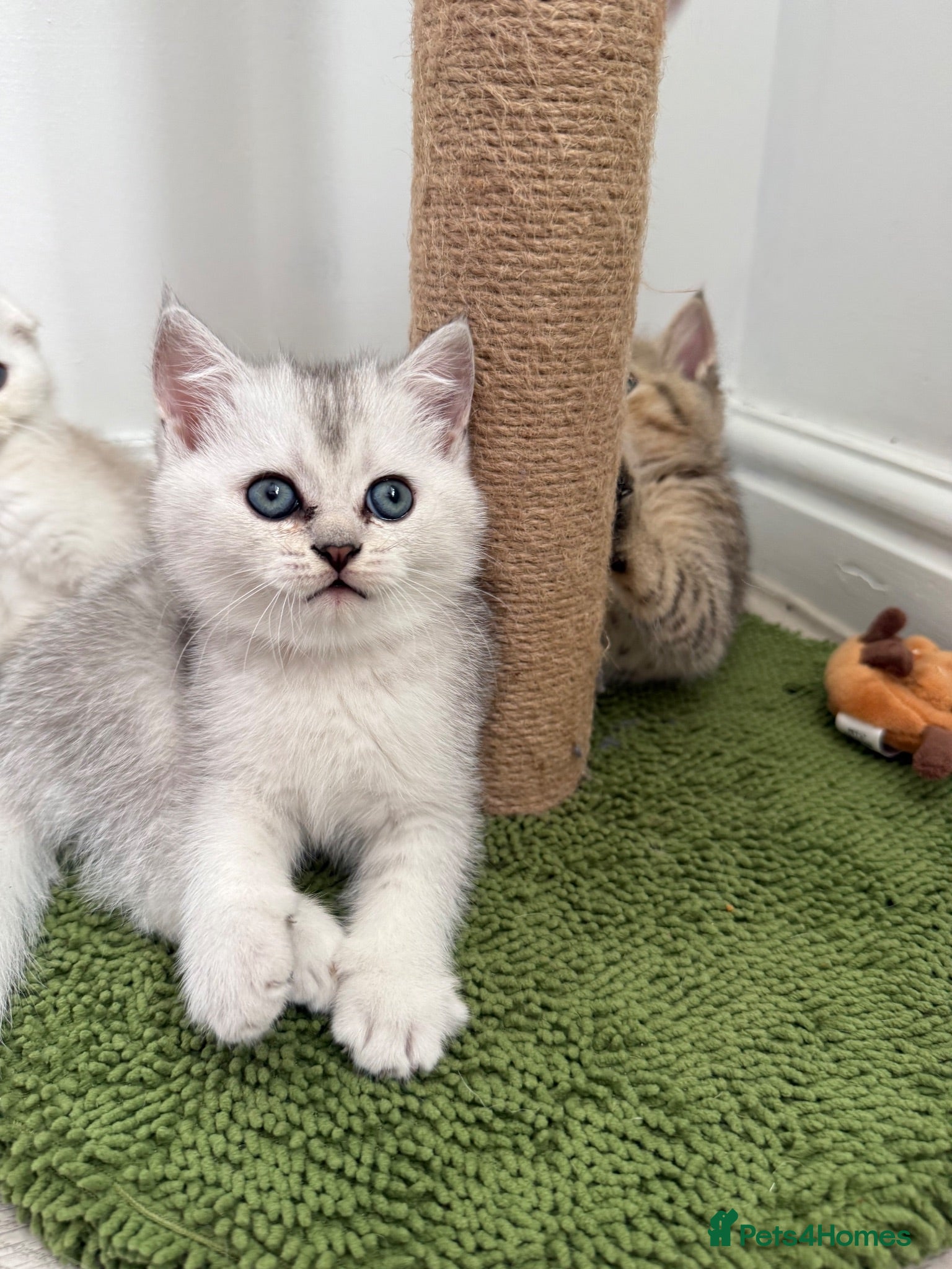 Scottish Fold cats Scottish fold TICA registered - Advert 1