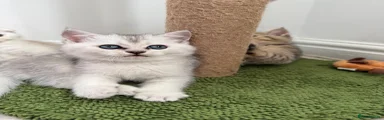Scottish Fold 1