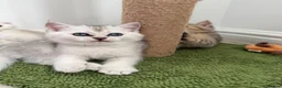 Scottish Fold cats for sale: Scottish fold TICA registered - Advert 4