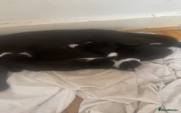 Bombay cats for sale: 3 kittens for sale.Price negotiable  - Image 11