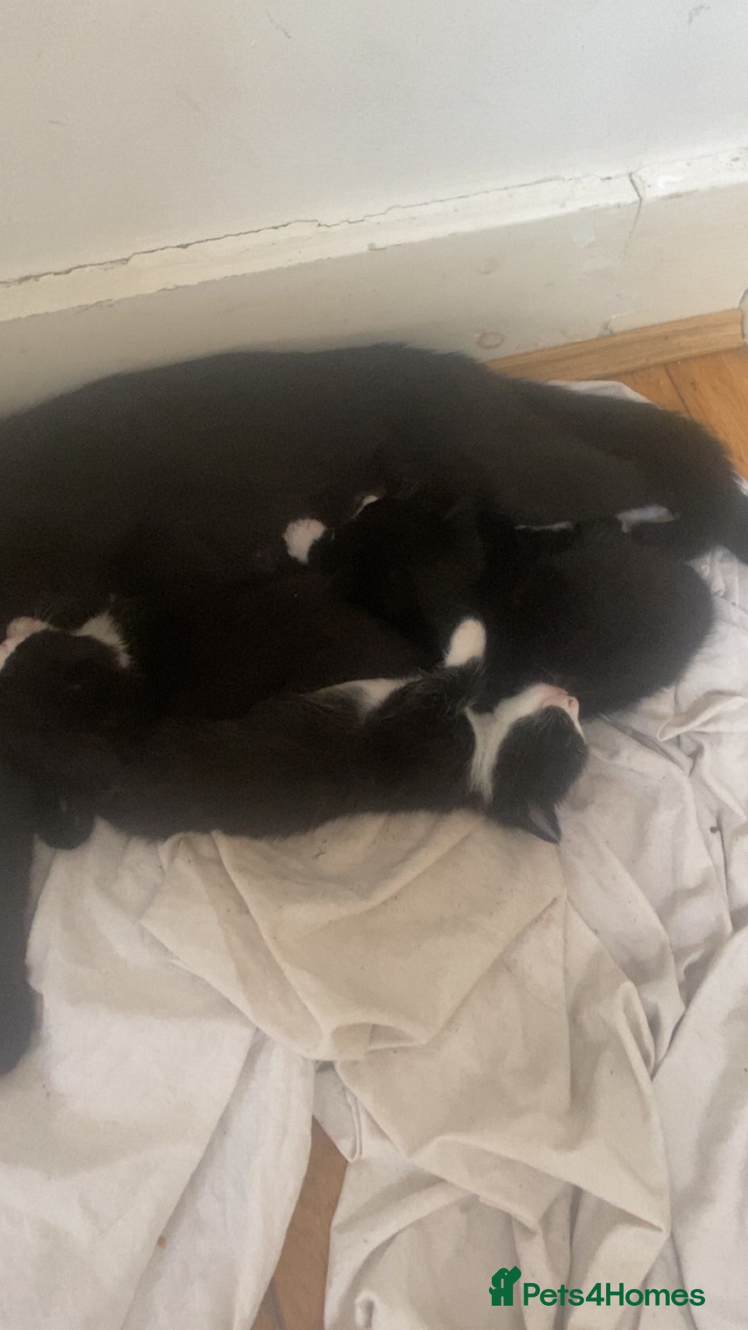 Bombay cats for sale: 3 kittens for sale.Price negotiable  - Image 11