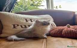 Persian cats for sale: Beautiful Pedigree Persians  - Image 11