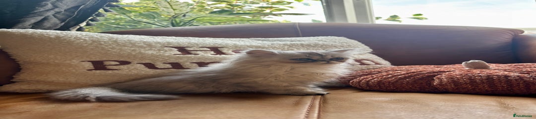 Female Persian Kitten 