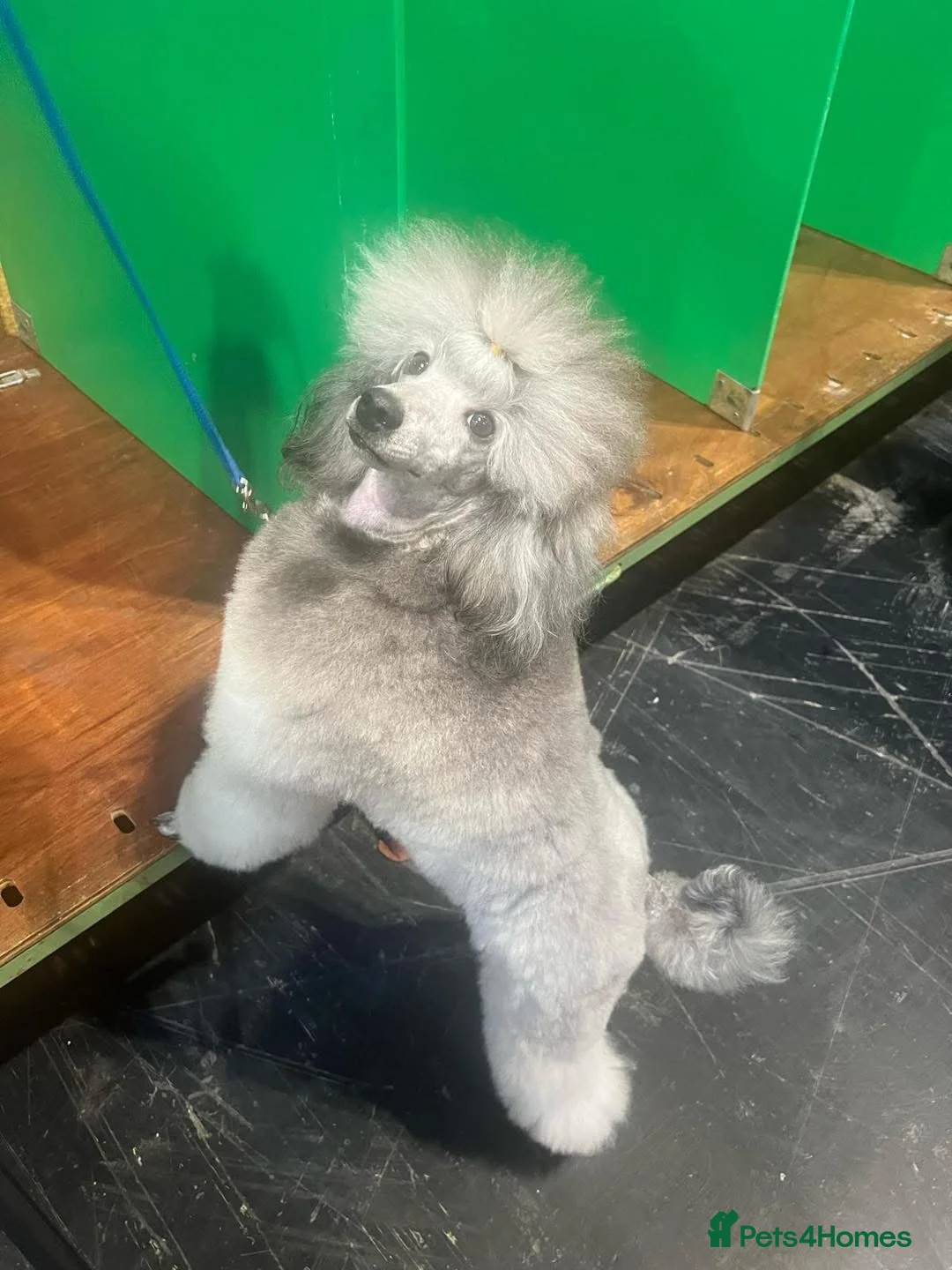 Miniature Poodle dogs for sale: OUTSTANDING SILVER MINI POODLES BEST IN 🇬🇧  - Advert 33