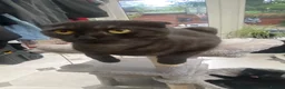 Scottish Fold cats for sale: Scottish fold kittens - Advert 5