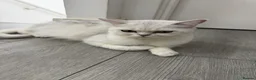 Scottish Fold cats for sale: Adorable Scottish Fold/straight Kittens for Sale - Advert 5
