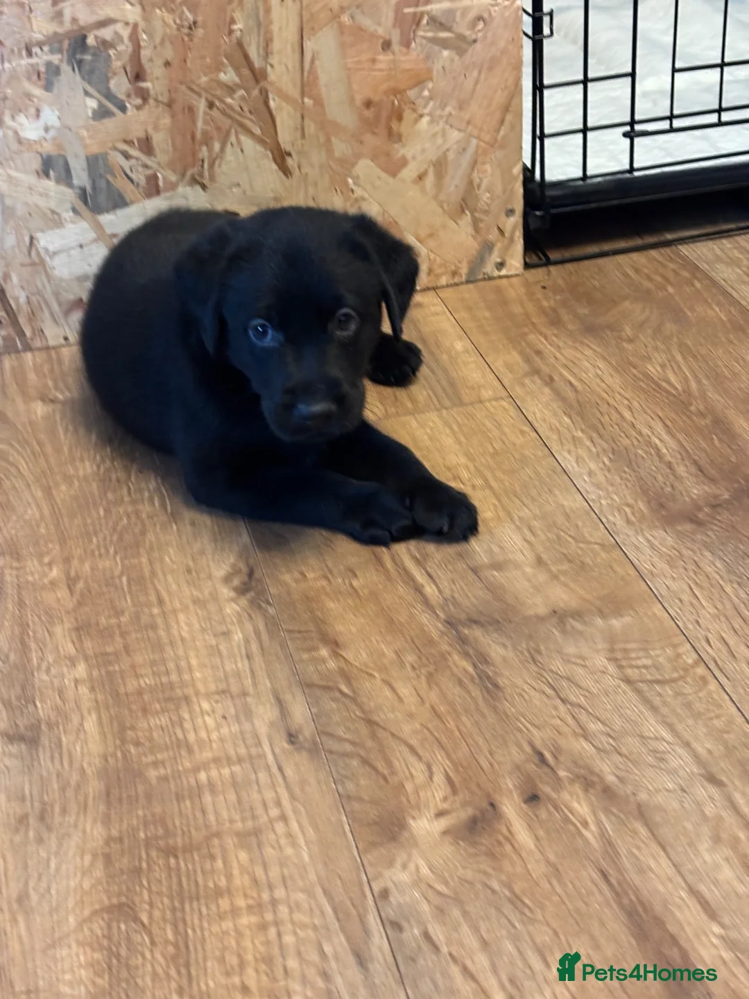 Labrador Retriever dogs for sale: Stunning labrador puppies - Advert 2