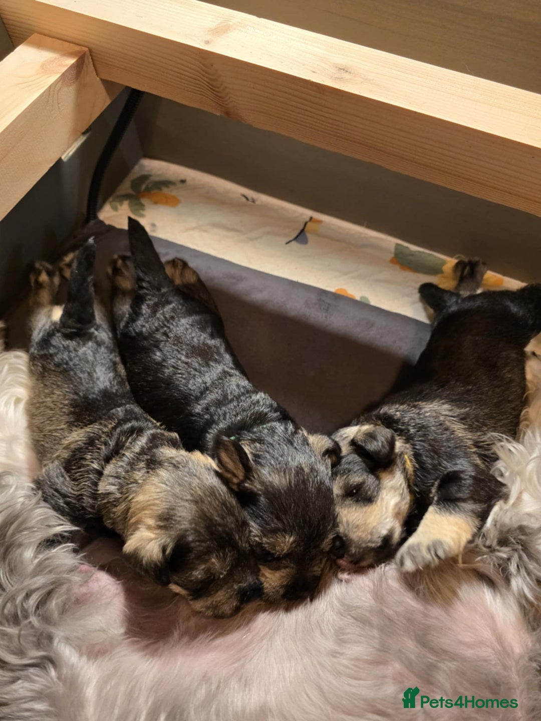 Miniature Schnauzer dogs for sale: Miniature Schnauzer - Advert 8