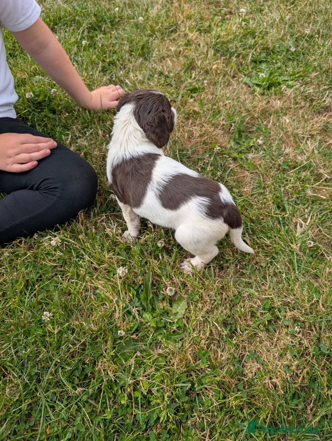 English Springer Spaniel dogs for sale: 8week old springer spaniels - Image 10
