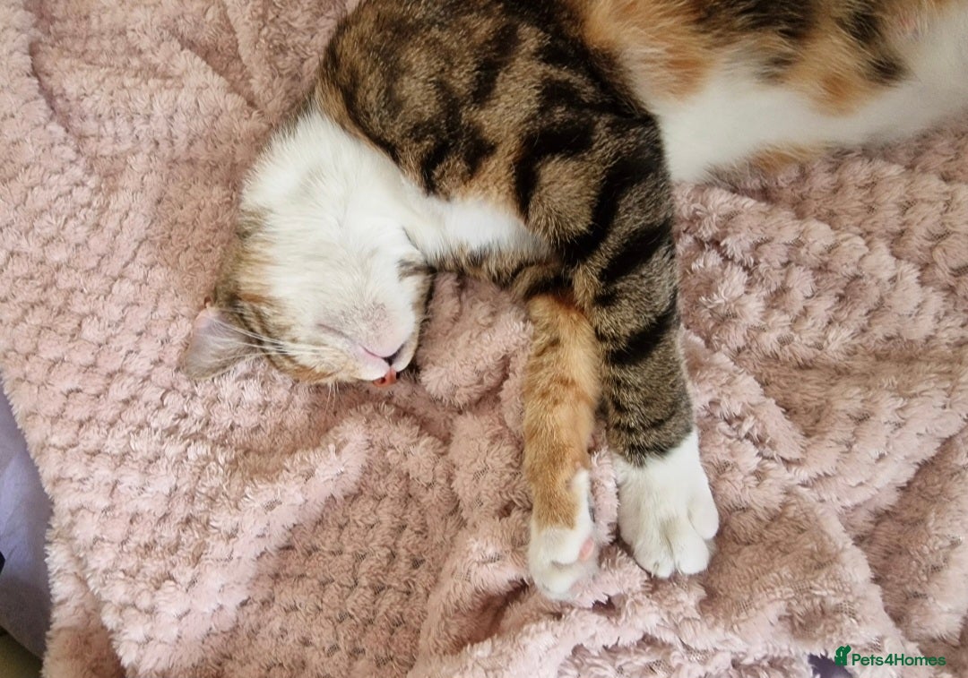 Asian cats for sale: Adult Calico Female - Image 1