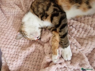 Asian cats - Advert 1