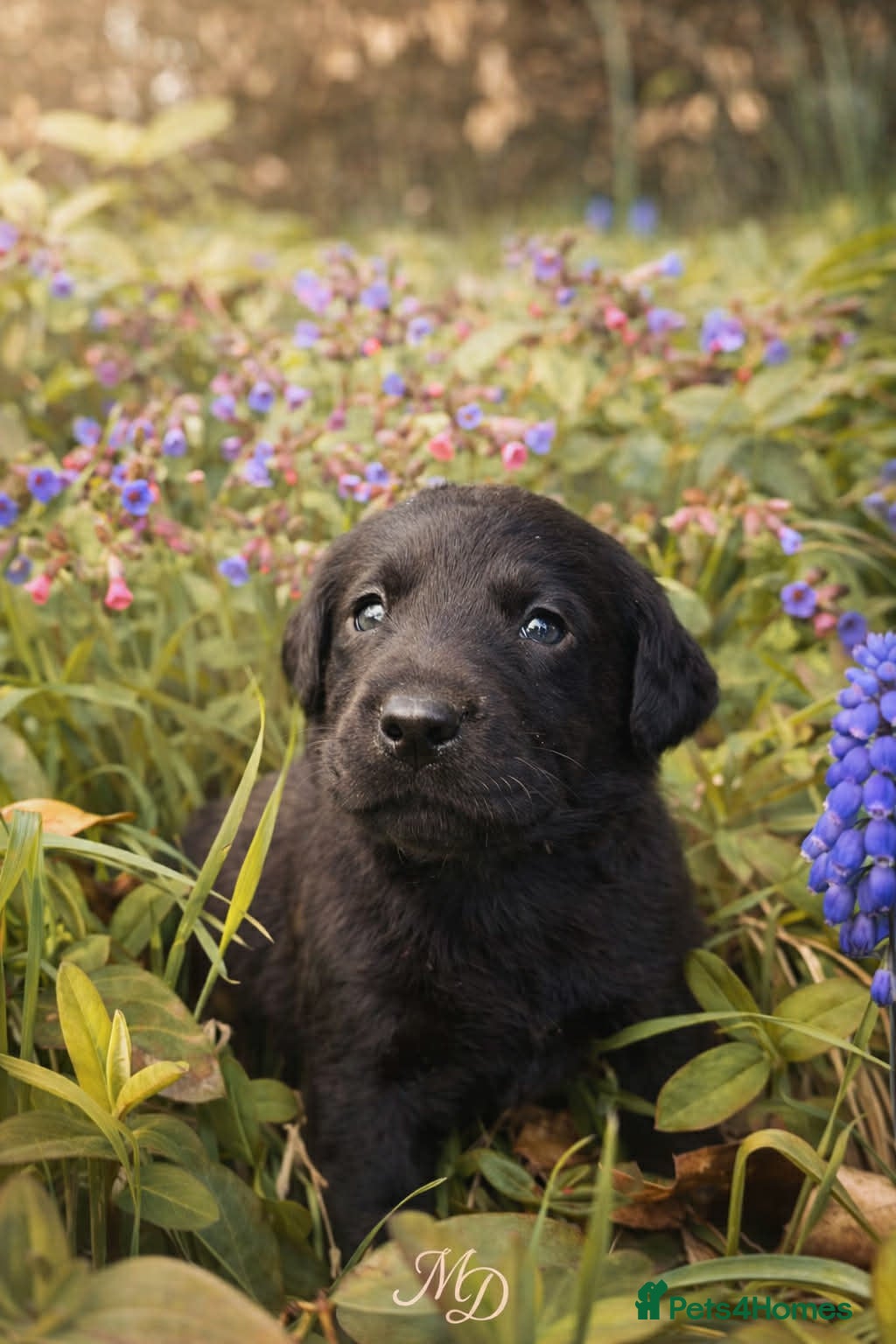 Labrador Retriever dogs Exceptional KC Reg Labrador Puppies For Sale! - Advert 1