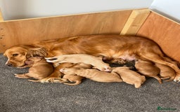 Cockapoo dogs for sale: 7 beautiful cockapoos  - Image 28