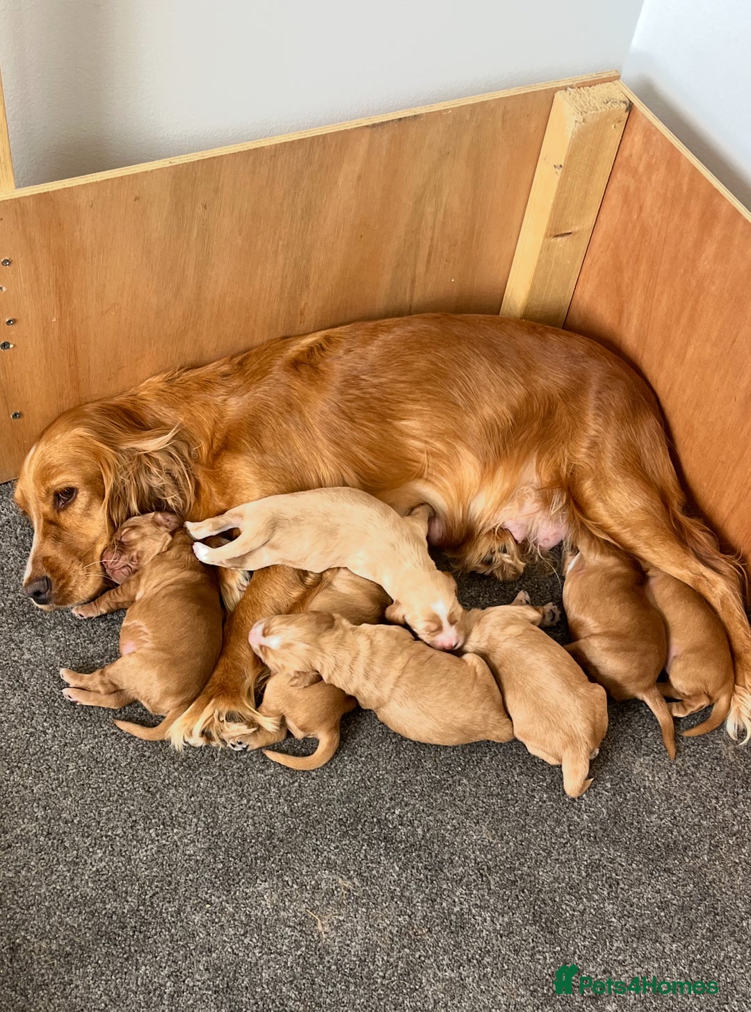 Cockapoo dogs for sale: 7 beautiful cockapoos  - Image 28