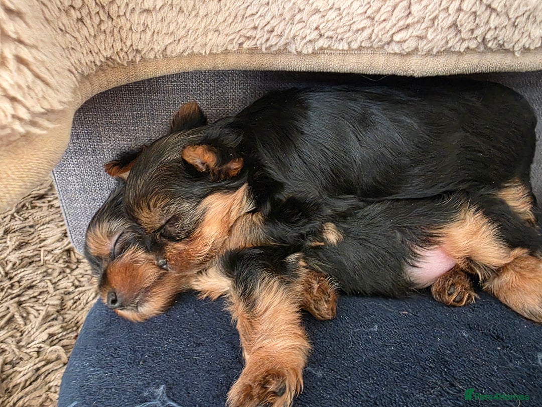 Yorkshire Terrier dogs for sale: 🌸 🐶Adorable Puppies Looking for Homes 🌸 - Image 5