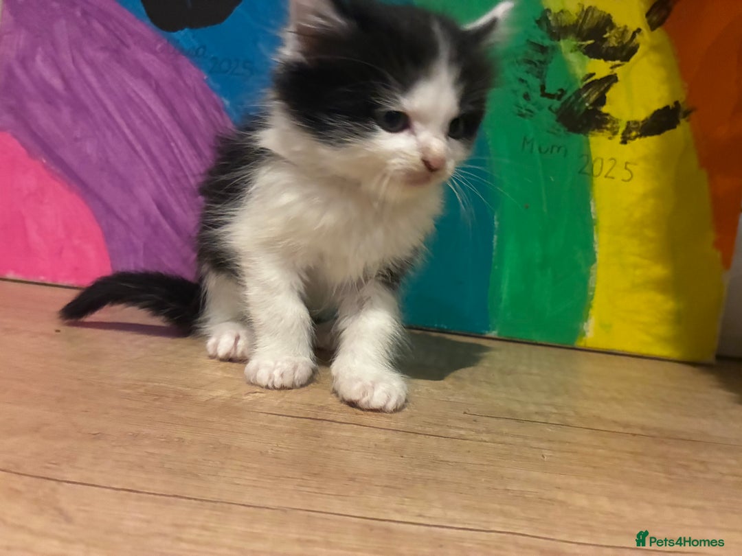 Mixed Breed cats for sale: Five kittens looking for their forever home  - Advert 17