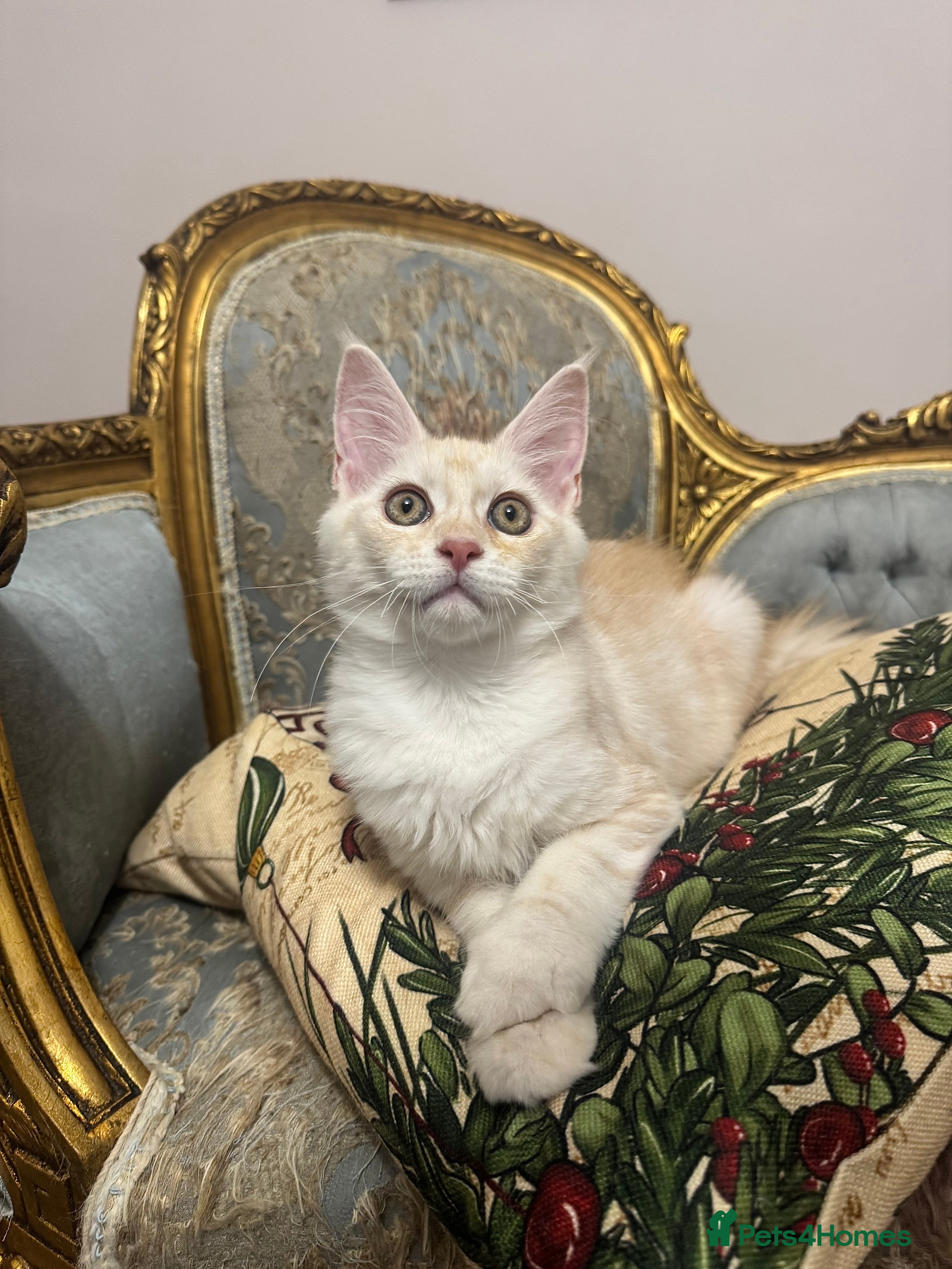 Maine Coon cats Maine Coon Kittens 🏆 20+ gen 🧬 Full Pedigree - Advert 8