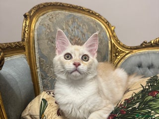 Maine Coon cats Maine Coon Kittens 🏆 20+ gen 🧬 Full Pedigree - Advert 8