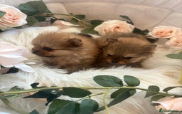 Pomeranian dogs for sale: Beautiful KC teeny quality Pomeranian puppies. - Image 2